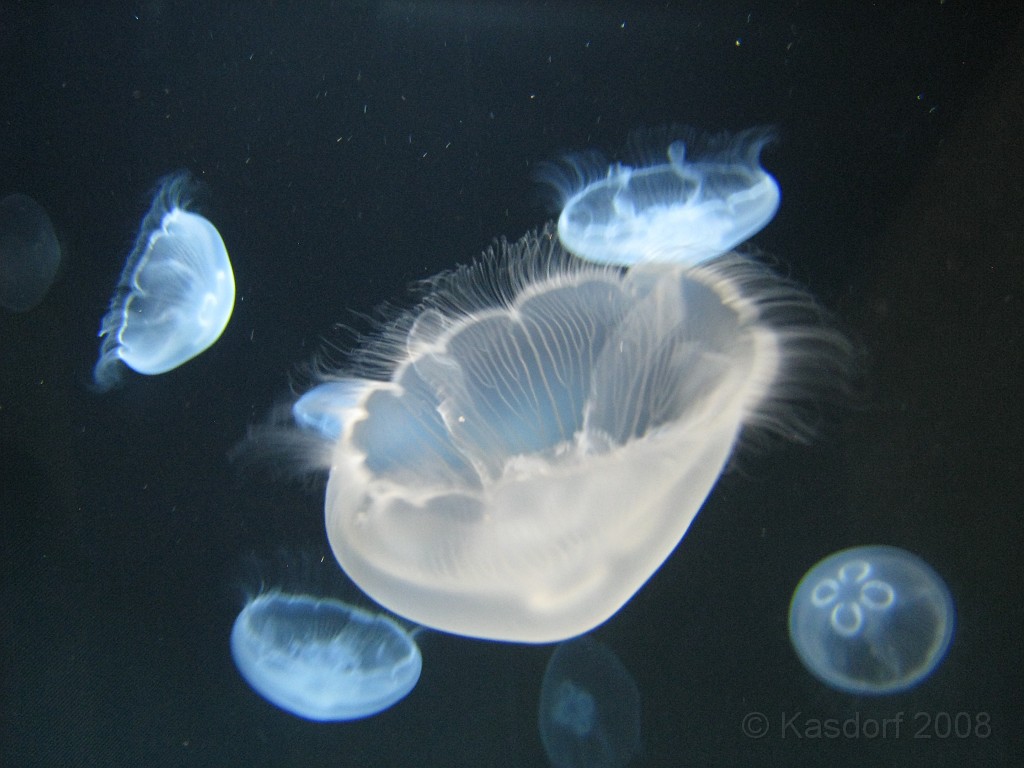 Baltimore MD 2009 1140.jpg - A 4th of July trip to Washington DC in 2009 included a stop in Baltimore MD to see the National Aquarium.